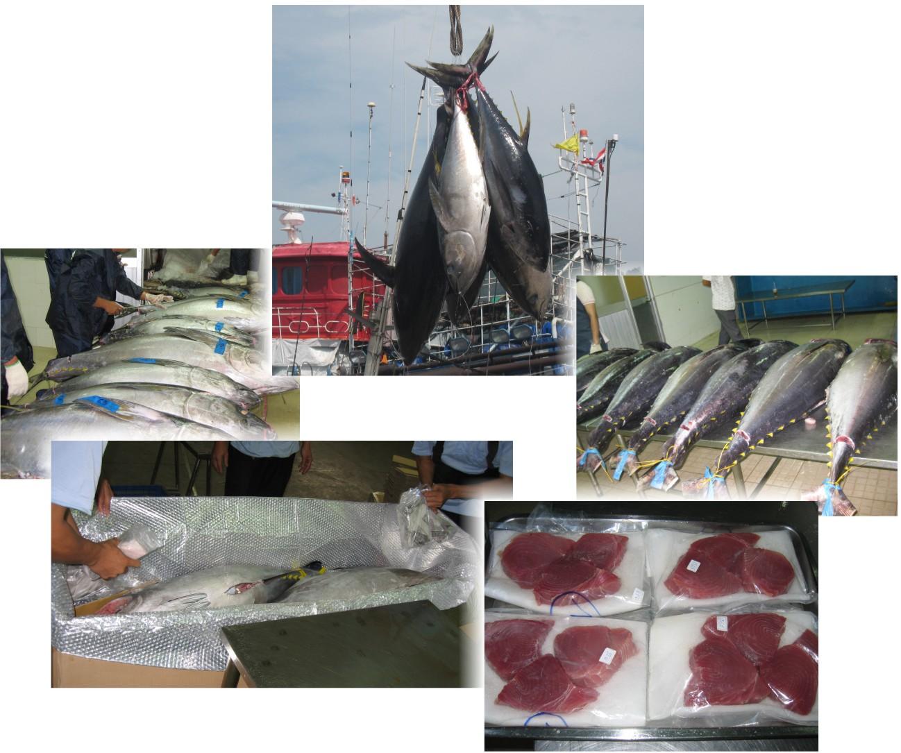 http://en.hoangha.com/wp-content/uploads/sites/3/2016/07/tuna.jpg